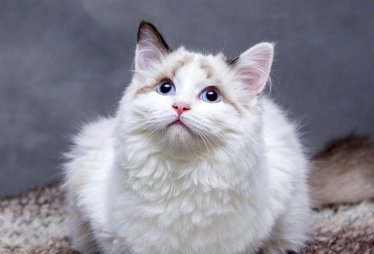 Enfermedad renal en el gato